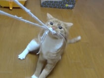 小さな横綱爆誕！ 紐を絶対離さない猫さんの踏ん張り力がすごい