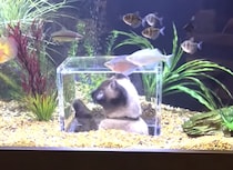 素敵！！ 猫さんのための水族館を作ってみたら、お魚に興味津々！