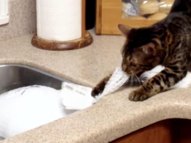 諦めないハンター魂! 解凍中のターキーをどうしても持ち去りたい猫さんの奮闘記