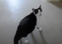 「出産の時間ニャの！早くおいでー！」飼い主に立ち会って欲しい猫さん