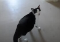 「出産の時間ニャの！早くおいでー！」飼い主に立ち会って欲しい猫さん