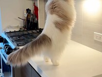 「ふわふわギャング参上！」戸棚を開けておやつを奪う猫さんが賢すぎる