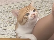 かまってアピールで甘噛みした猫さん、飼い主の反応に思わずしょんぼり顔に