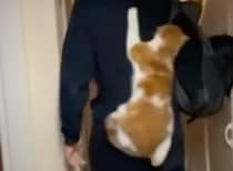 猫型のリュック… じゃなくて本物！ 飼い主の外出について行く気マンマンの猫さん