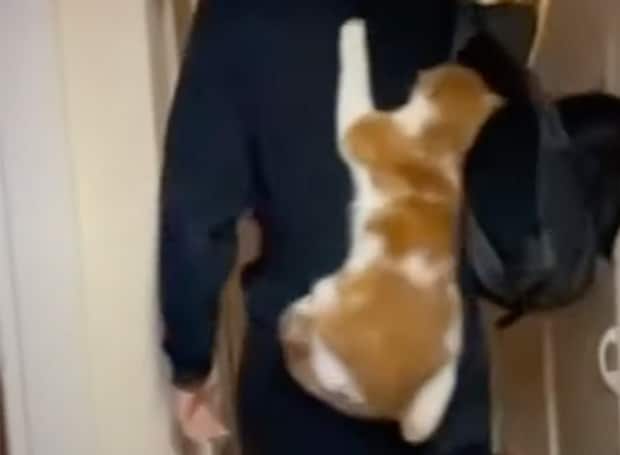 猫型のリュック… じゃなくて本物！ 飼い主の外出について行く気マンマンの猫さん