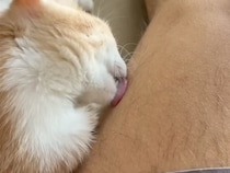 愛情たっぷりの毛づくろい… でも痛い！猫さんのザラ舌に涙目の飼い主