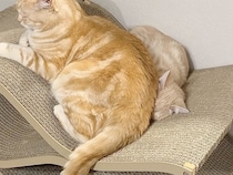 お兄ちゃんにむぎゅっと密着して眠る子猫、ちょっとくらい踏まれても幸せ♡