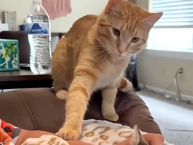 「ぼくのママなのに…」子猫に抱っこを奪われ焼きもちが止まらない猫さん