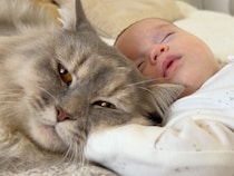 赤ちゃんの腕枕でスヤスヤ… 見守り中に寝落ちする猫さんが可愛い