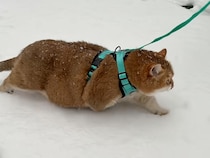 毎年恒例の雪散歩、肉球スタンプをぽんぽん残す猫さんが愛おしい