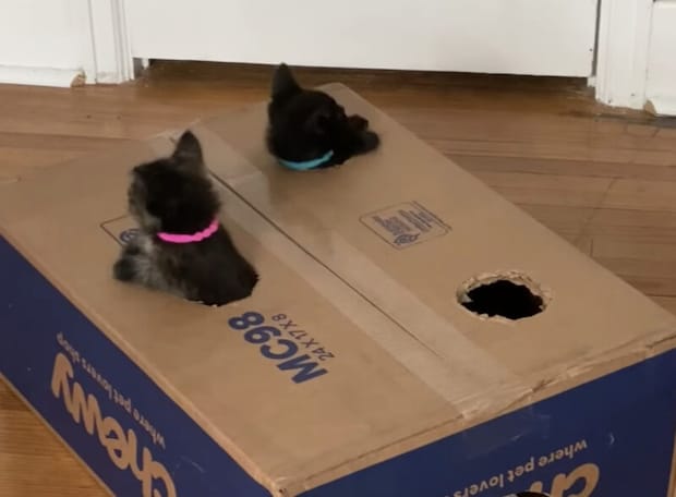 「どっちがモグラ役する〜？」 楽しそうに遊ぶ元・保護猫さん