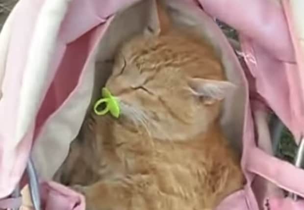 赤ちゃん役にハマりすぎ! おしゃぶりを予想以上に気に入った猫さん。