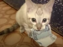 一瞬落としただけなのに… 子猫にお金を盗まれちゃった。
