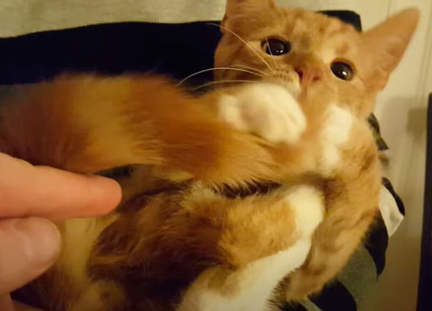 「おしゃぶり」が無いならこれで!自分の尻尾を使う猫さん