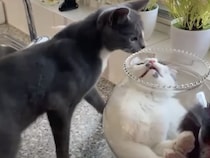 この狭さがたまらんっ♪ 猫に人気の金魚鉢。