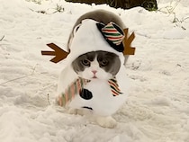 ポヨンポヨンと雪の上を歩く猫さん、可愛すぎるスノーマン姿が話題に