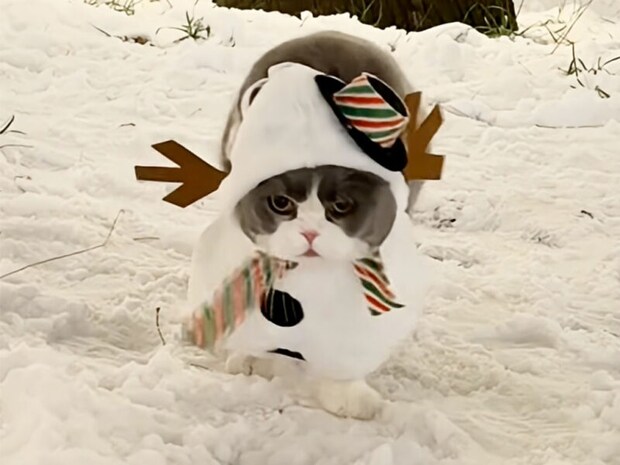 ポヨンポヨンと雪の上を歩く猫さん、可愛すぎるスノーマン姿が話題に