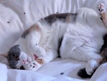 寒い朝でも一発で目が覚める、三毛猫さんのコロコロお腹アピールが最強！