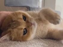 冬になると甘えん坊化？ 床暖房でとろける猫さんたちのゴロゴロ祭りが可愛すぎる