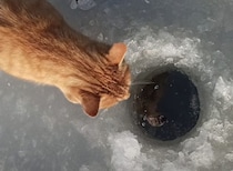 氷の穴から魚を釣り上げた瞬間、猫が秒速で横取りしていく事件が発生！