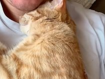 宇宙に「自分に夢中な女の子との出会い」を願った男性、届いたのは最高に甘えん坊な猫さんでした