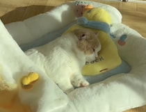 フカフカの赤ちゃんベッドで… 眠る猫さんが幸せそう♪