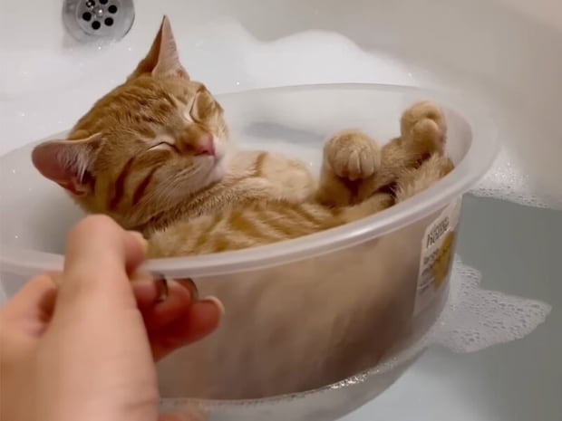 お風呂嫌いの常識を覆す！ 洗面器で優雅に入浴する茶トラ猫さんの姿にほっこり