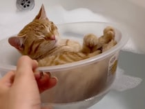 お風呂嫌いの常識を覆す！ 洗面器で優雅に入浴する茶トラ猫さんの姿にほっこり