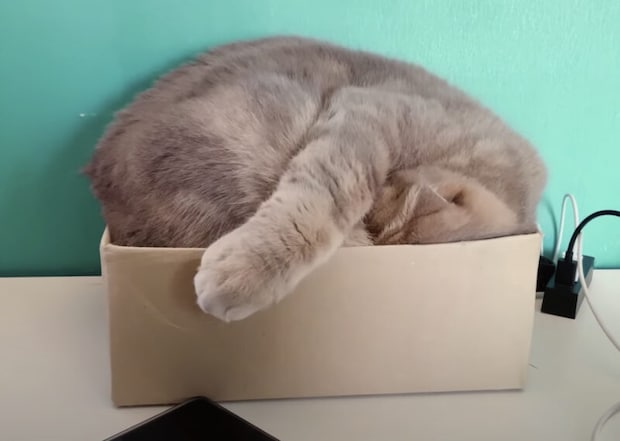 狭いけど、それがイイの！ 箱の中で眠りたい猫さん。