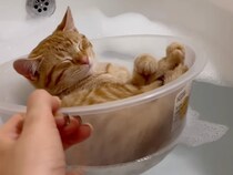 お風呂嫌いの常識を覆す！ 洗面器で優雅に入浴する茶トラ猫さんの姿にほっこり