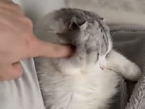 飼い主にそっと寄り添う甘えん坊猫さん、“ツンツンもOK”にゃんだよ！