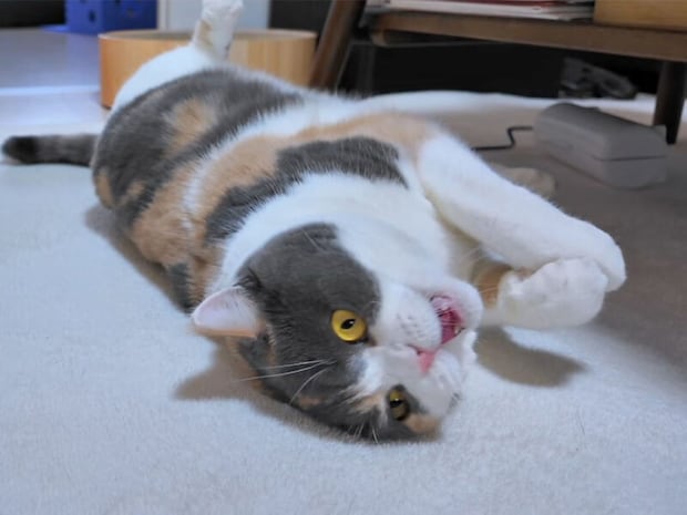 ゴハンが用意されたことに大喜び! なかなか食べない猫さんの可愛いクセとは