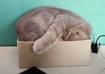 狭いけど、それがイイの！ 箱の中で眠りたい猫さん。