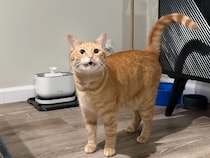 時計も見ないのに時間がわかる！？ ゴハン前になると騒ぎ出す猫さんの腹時計がすごい