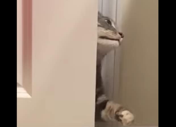 「グググッ!」バスルームに入りたい猫、なぜかいつも隙間から変な顔で…