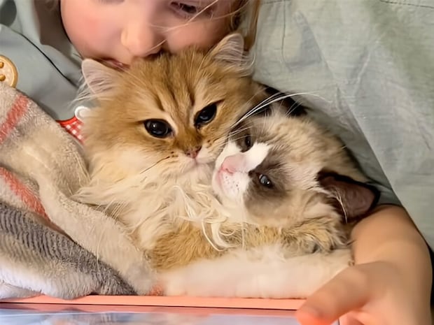 腕枕が満員で入れず… そっと鳴いてアピールする子猫さんの“参加希望”が可愛すぎた