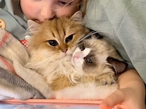 腕枕が満員で入れず… そっと鳴いてアピールする子猫さんの“参加希望”が可愛すぎた