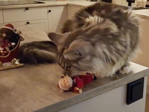 サンタ人形が標的に…! 叩き落とし職人な猫さんの執念