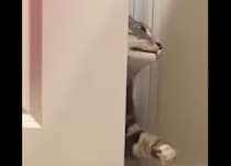 「グググッ！」バスルームに入りたい猫、なぜかいつも隙間から変な顔で…