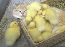 ぴよぴよヒナに囲まれて…♡ 暖かそうな子猫さん。