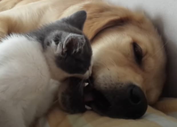 子猫「もう朝だよ!」同居犬をガブガブ噛んで起こそうとするけど…