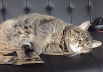 贅沢過ぎる！お金をベッドにして眠るニャンコ