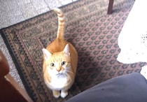 寝るなら絶対そこがいいの！飼い主さんの膝の上がベストポジション