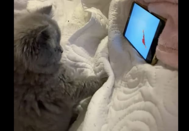 子猫って何をしていても可愛い。 ゲームに怒ったり驚いたり!