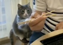 「ちょっとだけお寿司ちょうだい？」一緒にご飯を食べたがる猫さん