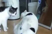 ほのぼの♡ 優しい方法で喧嘩の仲裁をする猫。