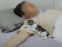 寝ている飼い主にくっついて勝手に腕まくら♪ 可愛すぎる子猫の添い寝。