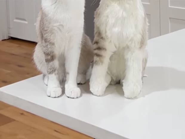 愛猫の分身? そっくり人形に興味津々な猫さんの反応