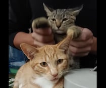 リズムに合わせて、ポカポカポカ…♪ 太鼓じゃなくてネコを叩く猫さん。