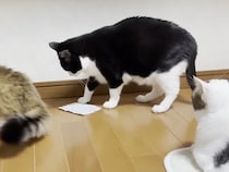 他の猫は無関心なのに… カイロに夢中なひとりの猫さん